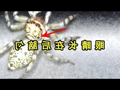 看見蜈蚣代表什麼