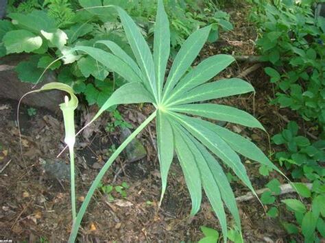 天南星科植物有哪些