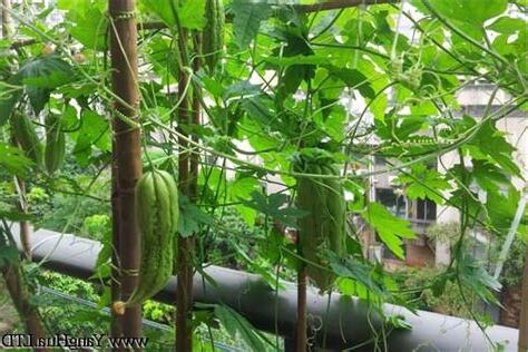 苦瓜種植陽台