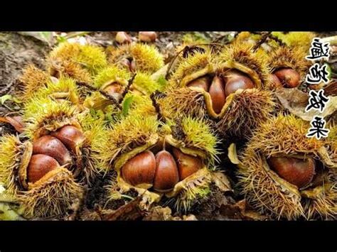 栗子樹種植