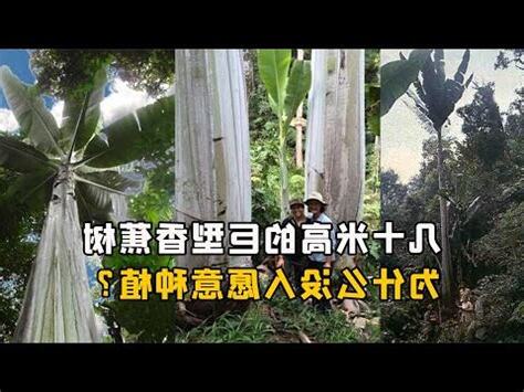 香蕉樹風水