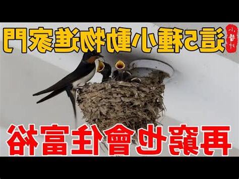 蟋蟀進屋風水