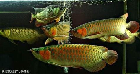 龍魚可以和什麼魚混養