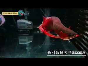 紅龍魚風水