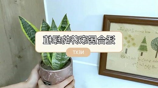 家里放什么植物好