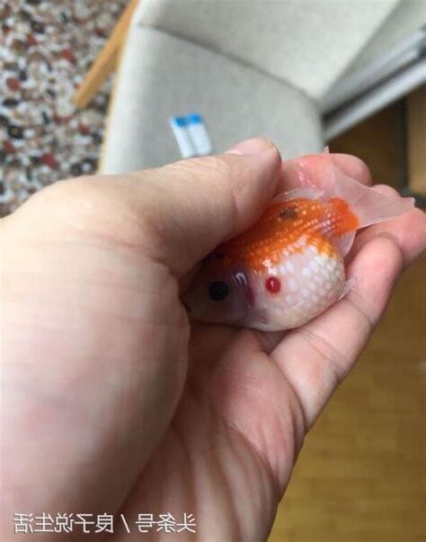 金魚死掉怎麼處理