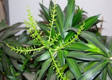百合竹風水