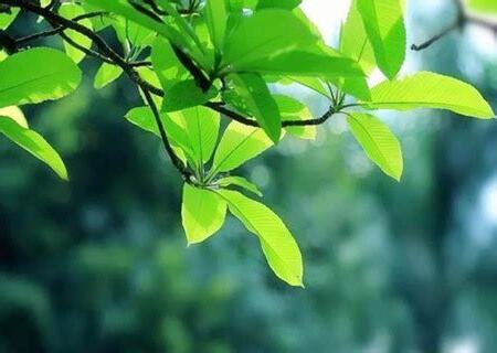 喜木水