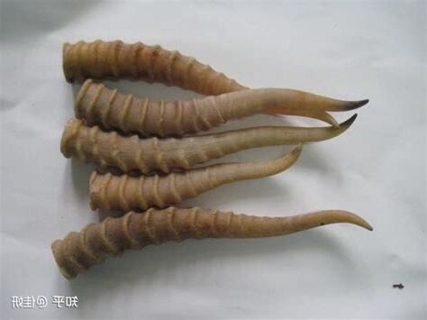 羚羊西角功效