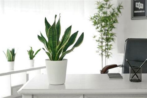 辦公室植栽推薦