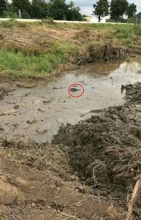 龍邊有水溝