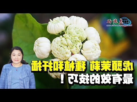 虎頭茉莉風水