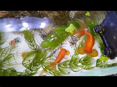 可以跟金魚混養的魚