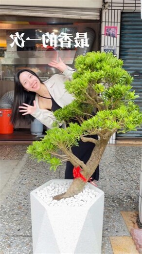 羅漢松招財