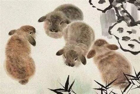 土兔之命