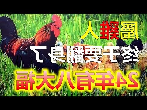 屬雞坐向