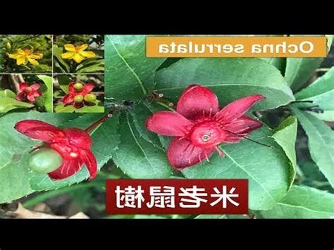 桂葉黃梅風水