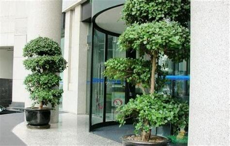 店門口植物