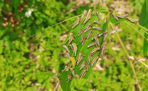 家裡出現蟋蟀