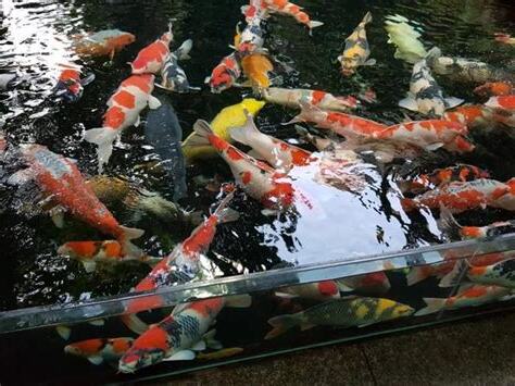 小錦鯉飼養