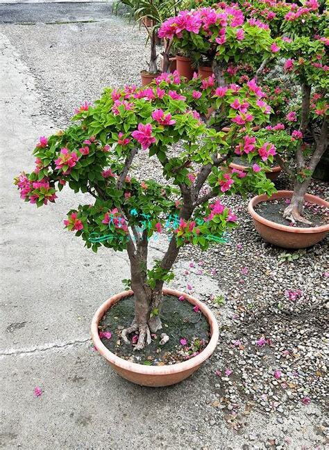 八房九重葛風水