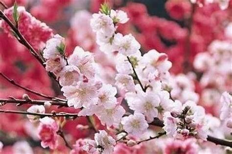 招桃花的方法