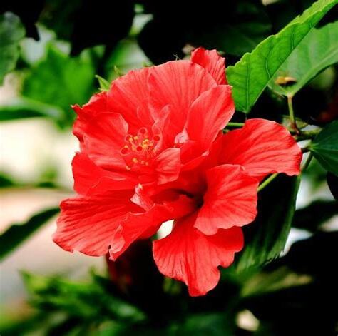 扶桑花修剪