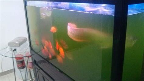 户外魚池水變綠