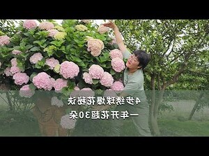 繡球花風水