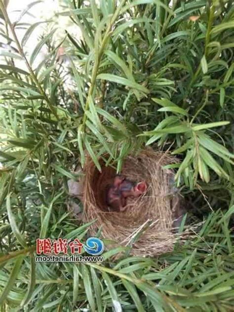 鳥兒在家築巢
