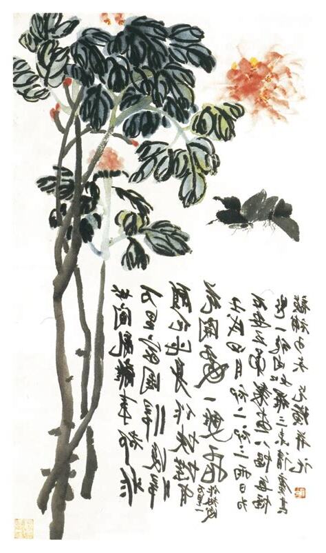 石牡丹功效