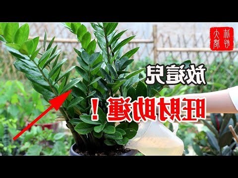 萬年青風水