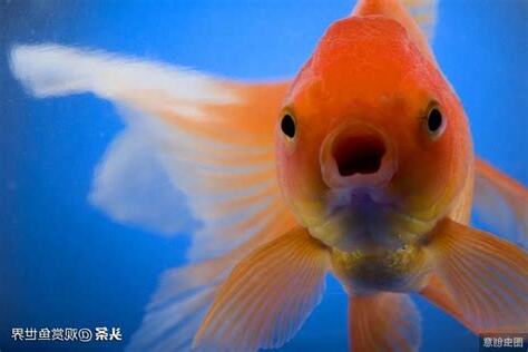 如何養魚不會死