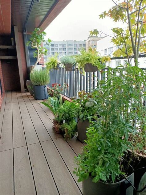 高樓陽台植物