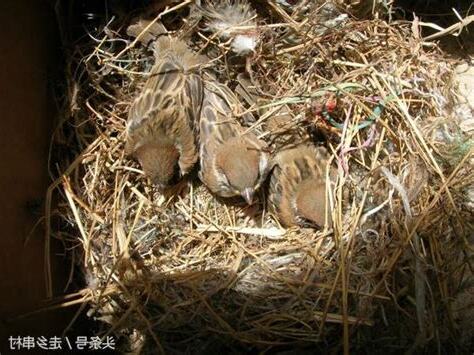 麻雀窩
