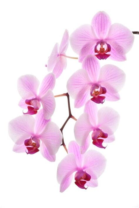 蘭花