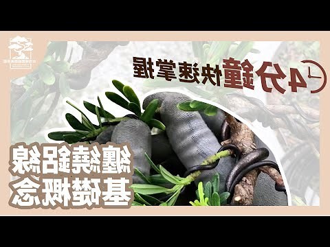 羅漢松放陽台
