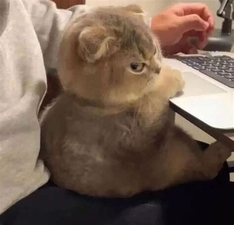 生氣貓貓