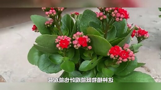室内花
