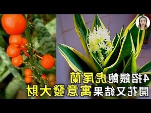 銀后虎尾蘭開花