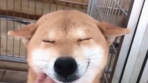 狗的貴人