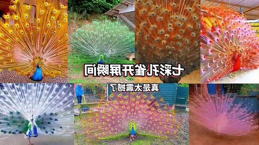 家里挂孔雀好吗