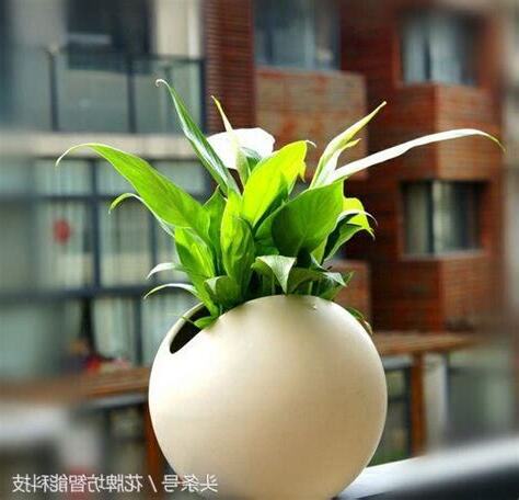 辦公桌盆栽風水