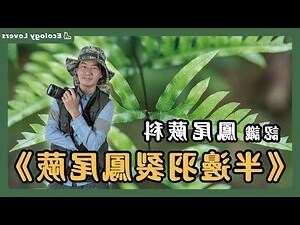銀脈鳳尾蕨風水