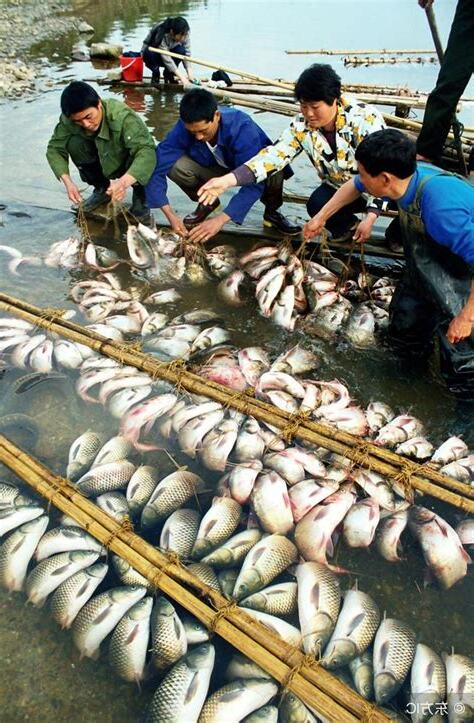 魚離開水