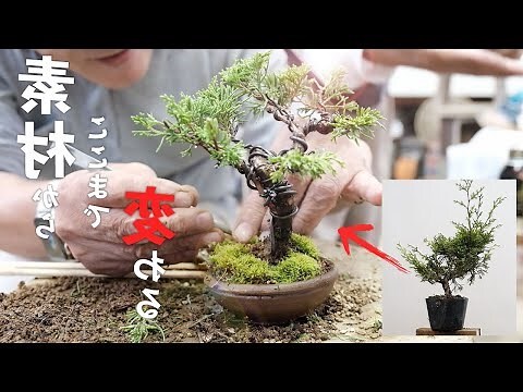 針柏樹修剪