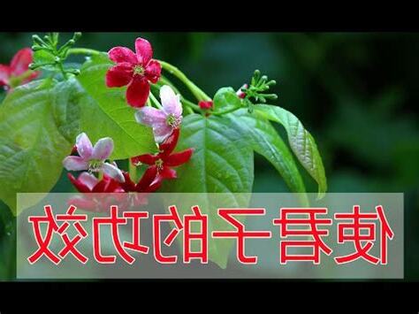 使君子風水