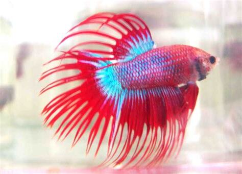 泰斗魚