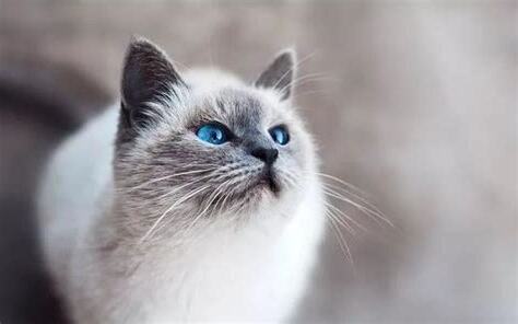 猫进家好不好