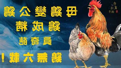 雞有五德